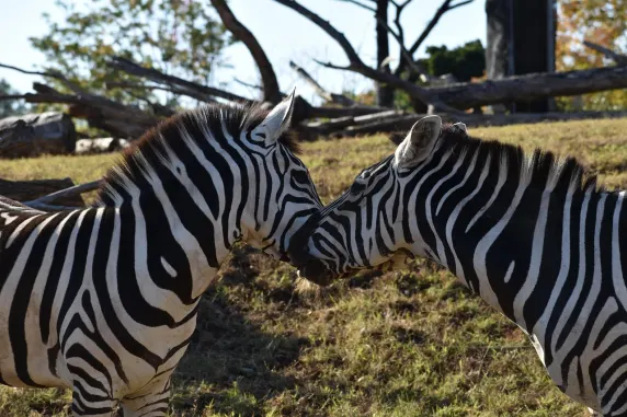 Casinia Casino Stuðningur